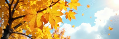 Golden leaves falling from yellow maple tree branches, sky, autumn, foliage