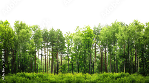 Lush green forest with transparent background creating a natural boundary