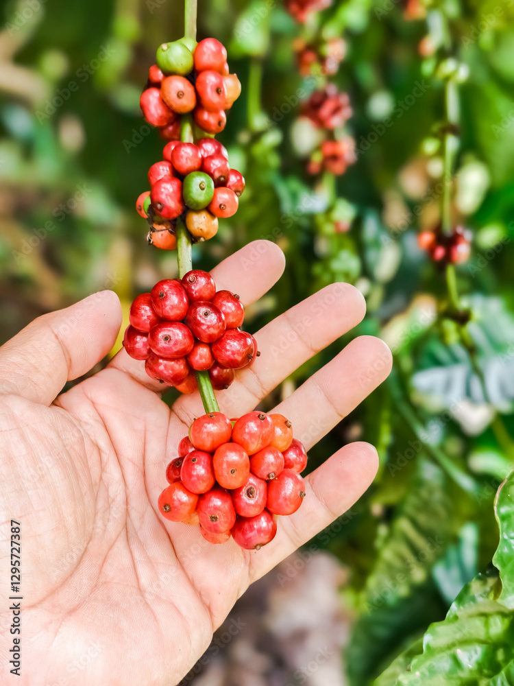 Close-Up of Hand Holding Vibrant Red Coffee Cherries on a Branch in a Lush Green Plantation Setting Close-Up of Hand Holding Vibrant Red Coffee Cherries on a Branch in a Lush Green Plantation Setting