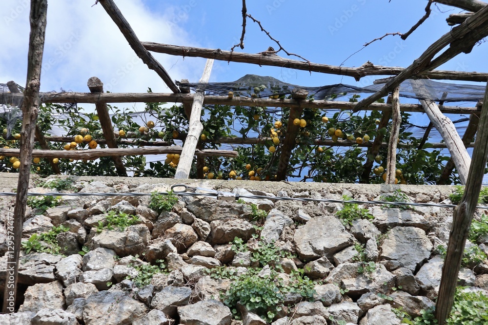 Maiori - Limoneto lungo Via Torre
