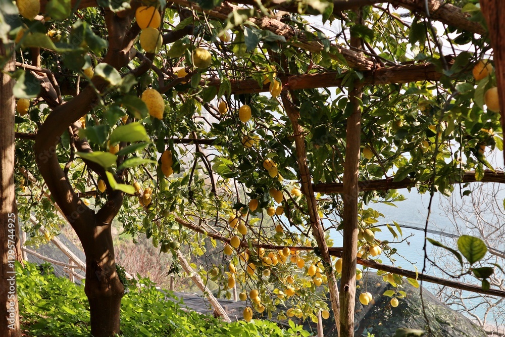 Maiori - Limoni lungo Via Torre