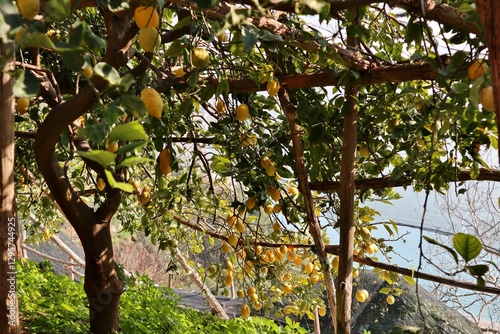 Obraz na płótnie Maiori - Limoni lungo Via Torre w salonie