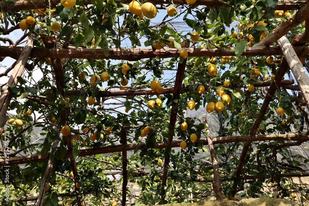Maiori - Pergola di limoni lungo Via Torre