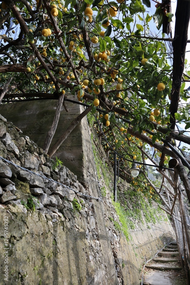 Maiori - Pergola di limoni lungo il Sentiero dei Limoni