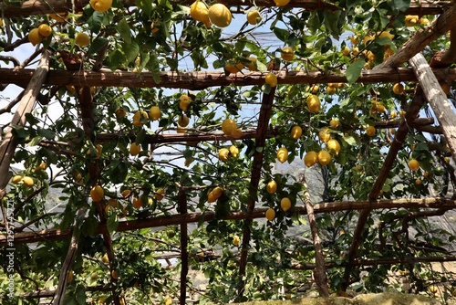 Obraz na płótnie Maiori - Pergola di limoni lungo Via Torre w salonie