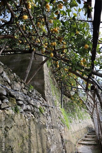 Obraz na płótnie Maiori - Pergola di limoni lungo il Sentiero dei Limoni w salonie