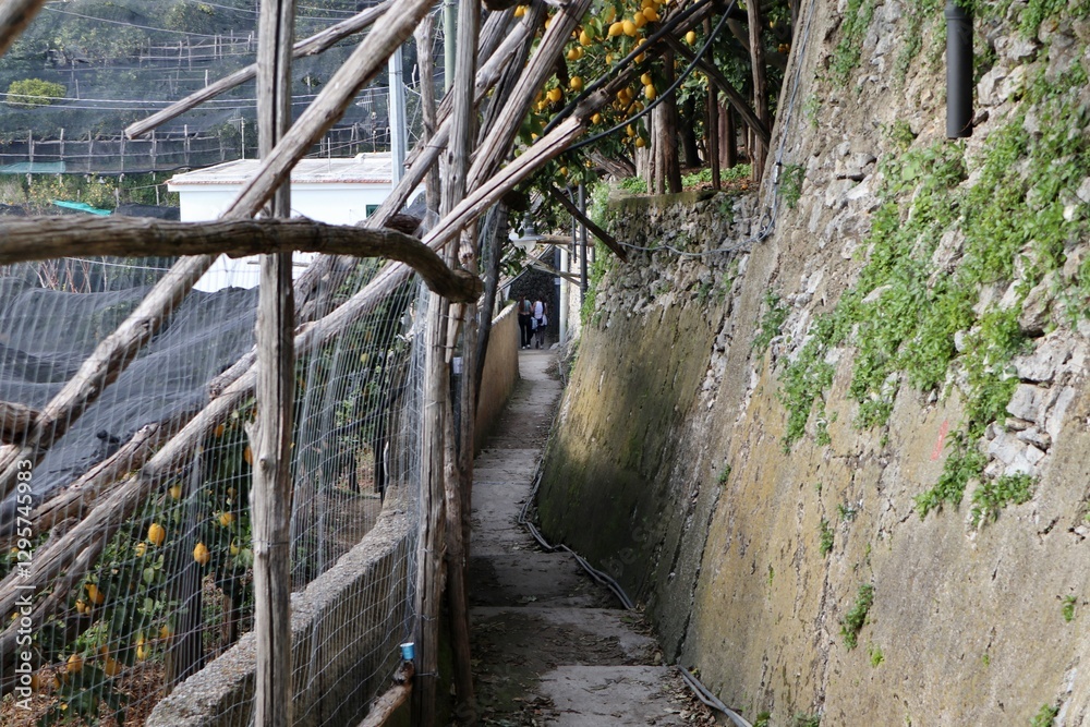 Maiori - Pergolati di limoni lungo Via Torre