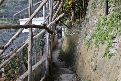 Maiori - Pergolati di limoni lungo Via Torre