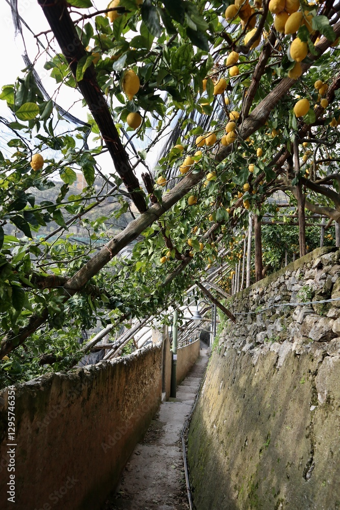 Maiori - Pergolato di limoni lungo il Sentiero dei Limoni