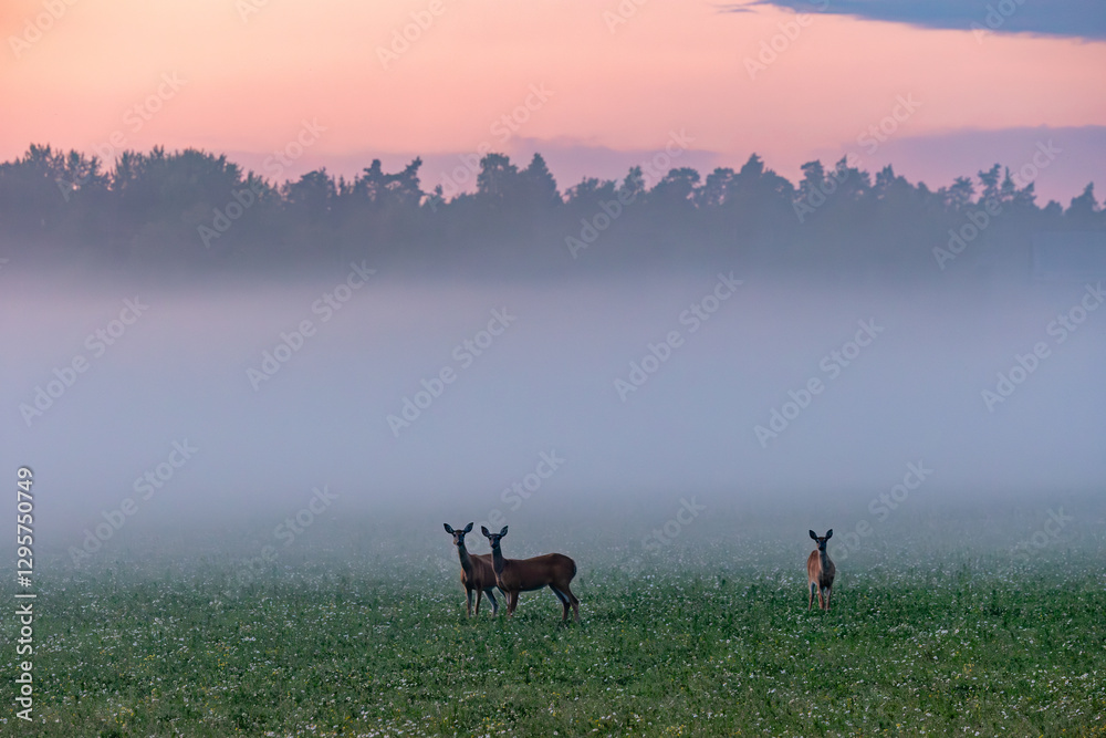 deer in the morning