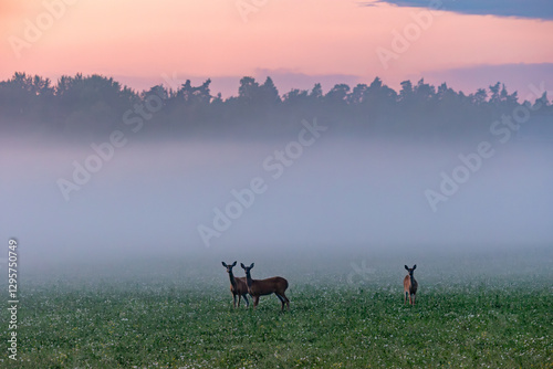 Obraz na płótnie deer in the morning w salonie