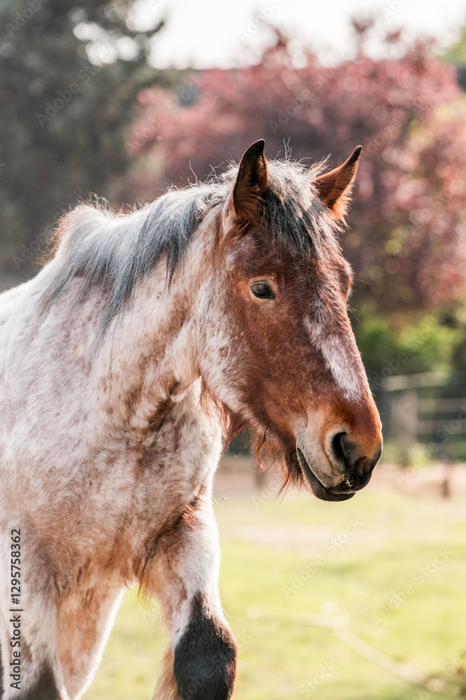beautiful Belgium draft horse portrait in paddock paradise happy equine beautiful Belgium draft horse portrait in paddock paradise happy equine