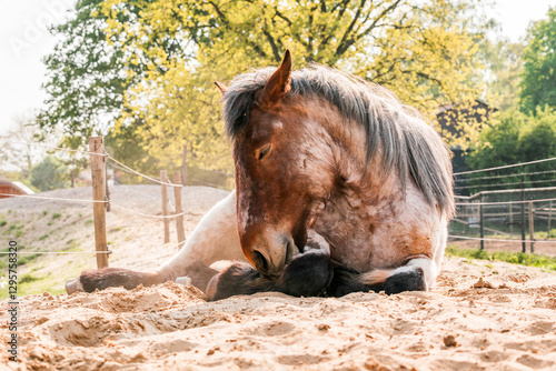 beautiful Belgium draft horse in the dust paddock paradise happy equine