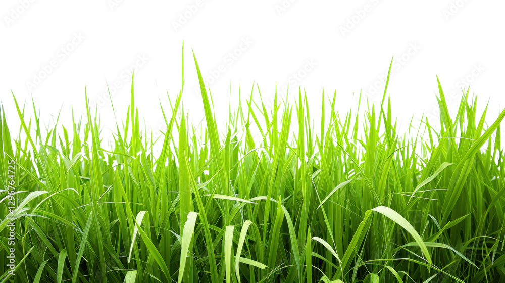 Fototapeta premium Green grass growing on transparent background for easy compositing