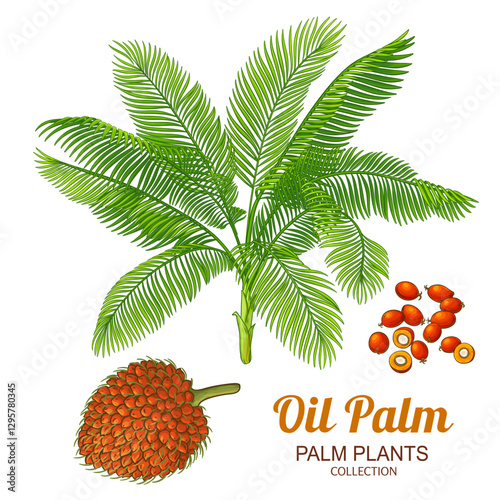 Oil Palm with Nuts and Leaves Colored Detailed Illustration. Oil ingredient for cosmetics, spa, aromatherapy, health care, alternative medicine. Vector isolated for design or decoration.