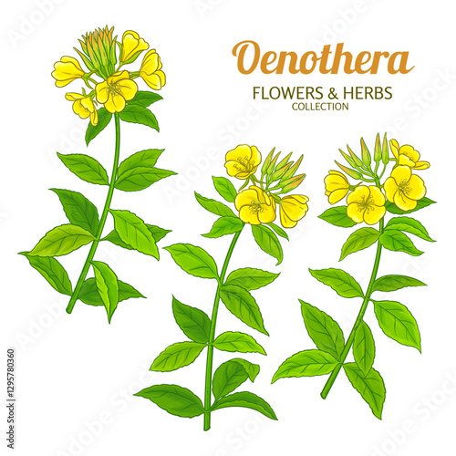 Oenothera Plant with Flowers and Leaves Colored Detailed Illustration. Essential oil ingredient for aromatherapy, health care, alternative medicine. Vector isolated for design or decoration.