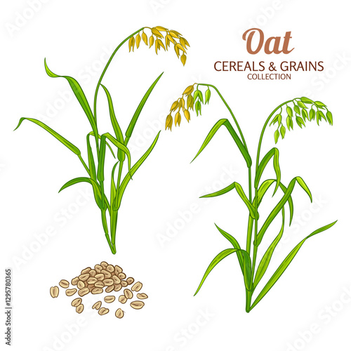 Oenothera Plant with Flowers and Leaves Colored Detailed Illustration. Essential oil ingredient for aromatherapy, health care, alternative medicine. Vector isolated for design or decoration.