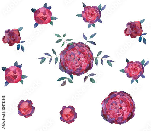 A set of watercolor images of peony-shaped roses on a transparent background.  Hand-drawn drawing.