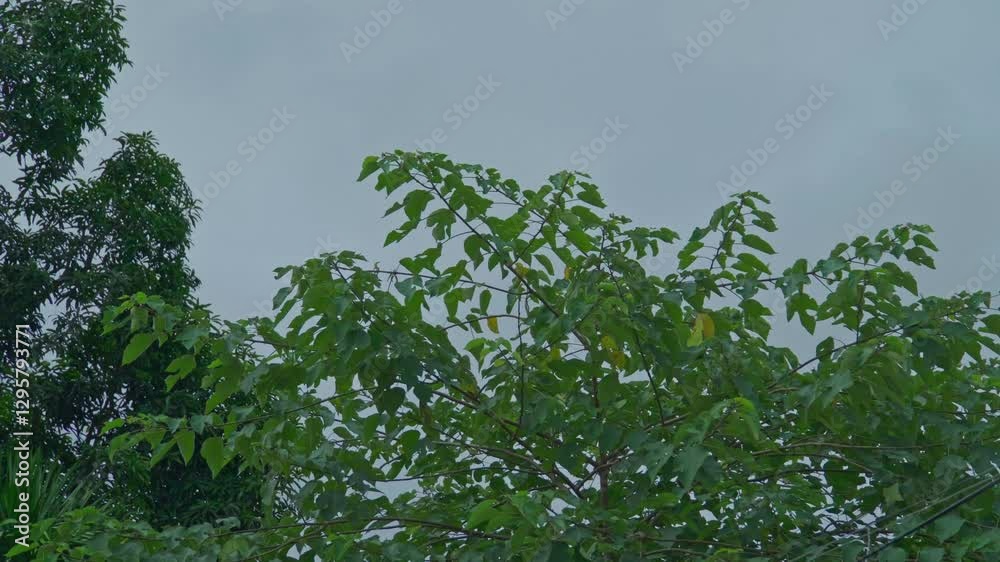 View of green trees blowing in the breeze against misty blue sky at the daytime