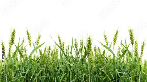 Green wheat growing in a field, isolated on transparent background