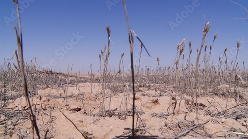 Karbala, Iraq: View the stark reality of a drought-stricken area where crops are wilting under the relentless sun. Scene illustrates the challenges faced by farmers during extreme weather conditions.