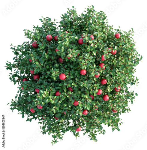 PNG Real apple tree leaves fruit plant.