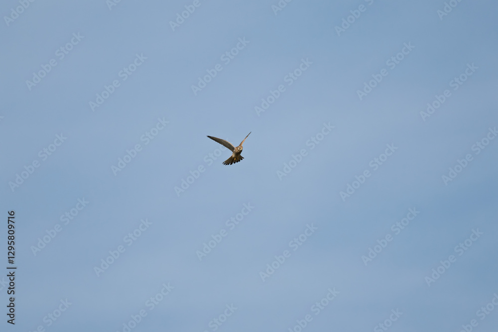 oiseau sauvage, rapace seul volant en stationnaire à la recherche d'une proie, en png en transparence oiseau sauvage, rapace seul volant en stationnaire à la recherche d'une proie, en png en transparence