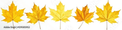 Golden maple leaf with veins isolated on white background, golden leaves, yellow
