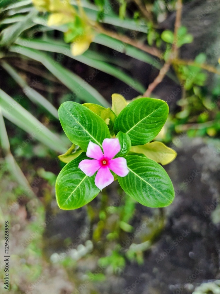 A single pink periwinkle flower (Catharanthus roseus) with vibrant green leaves, standing out against a blurred natural background. A single pink periwinkle flower (Catharanthus roseus) with vibrant green leaves, standing out against a blurred natural background.