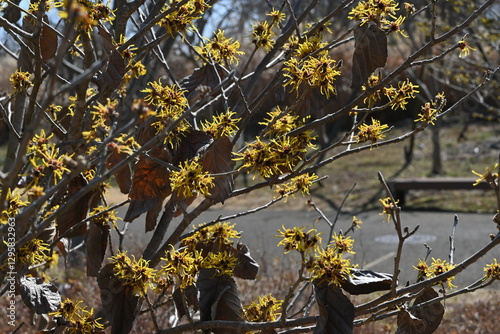Japanese witch hazel (Hamamelis japonica) flowers. Hamamelidaceae deciduous shrub. Fragrant ribbon-like flowers bloom in early spring before the leaves appear. photo