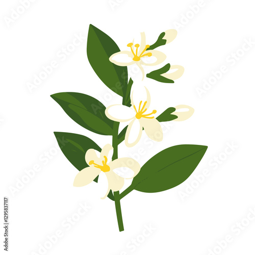 Simple flat 2D icon jasmine branch with leaves isolated on transparent background, vector, flat design, animation design, vector, flat design, animation design, flat 2D, minimalist design, clipart