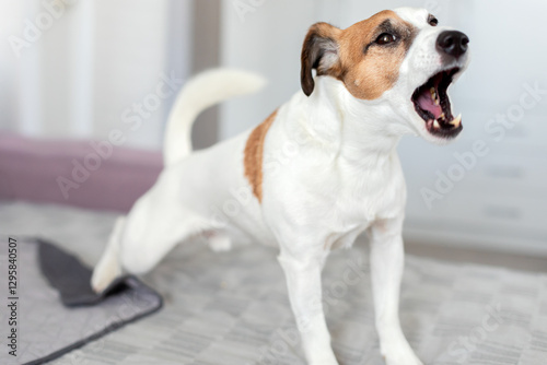 Wallpaper Mural Howling dog. Jack Russell Terrier breed dog stretching on his back legs rising head and barking at home. Purebred Doggy sing song is waiting for owner, resting in living room on sofa. Pet concept Torontodigital.ca