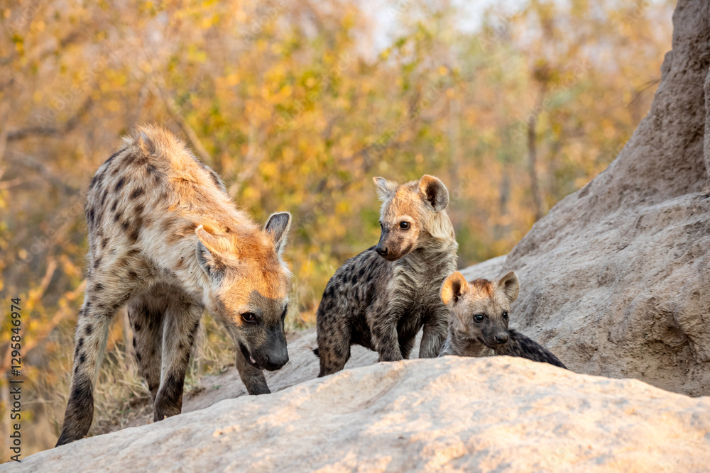 Obraz premium South Africa, Sabi Sand, Spotted Hyena (Crocuta crocuta)