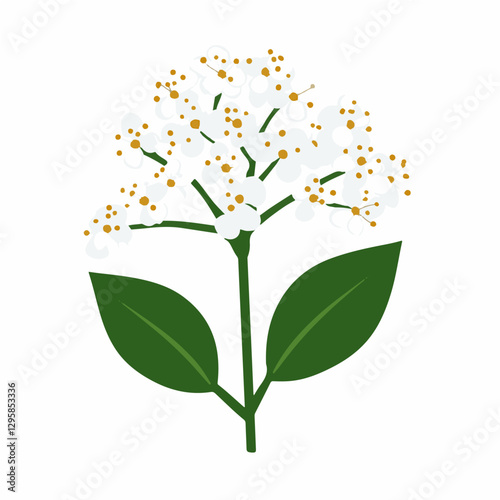 Εκτύπωση καμβά A Simple icon flat 2D icon white elderflower isolated on a transparent backgroun