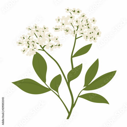 A Simple icon flat 2D icon white elderflower branch isolated on a transparent background, vector, animation design, simple flat 2D icon, minimalist design and modern illustration