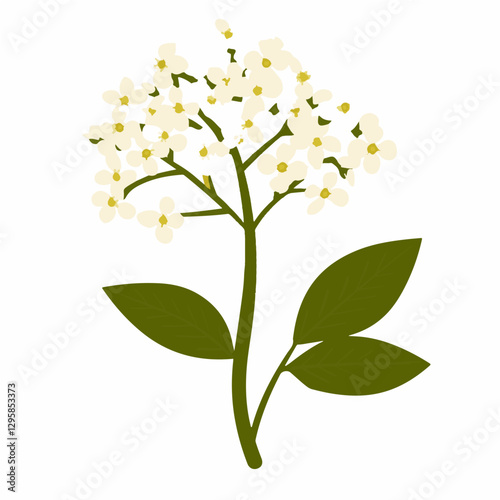 A Simple icon flat 2D icon white elderflower isolated on a transparent background, vector, animation design, simple flat 2D icon, minimalist design and modern illustration