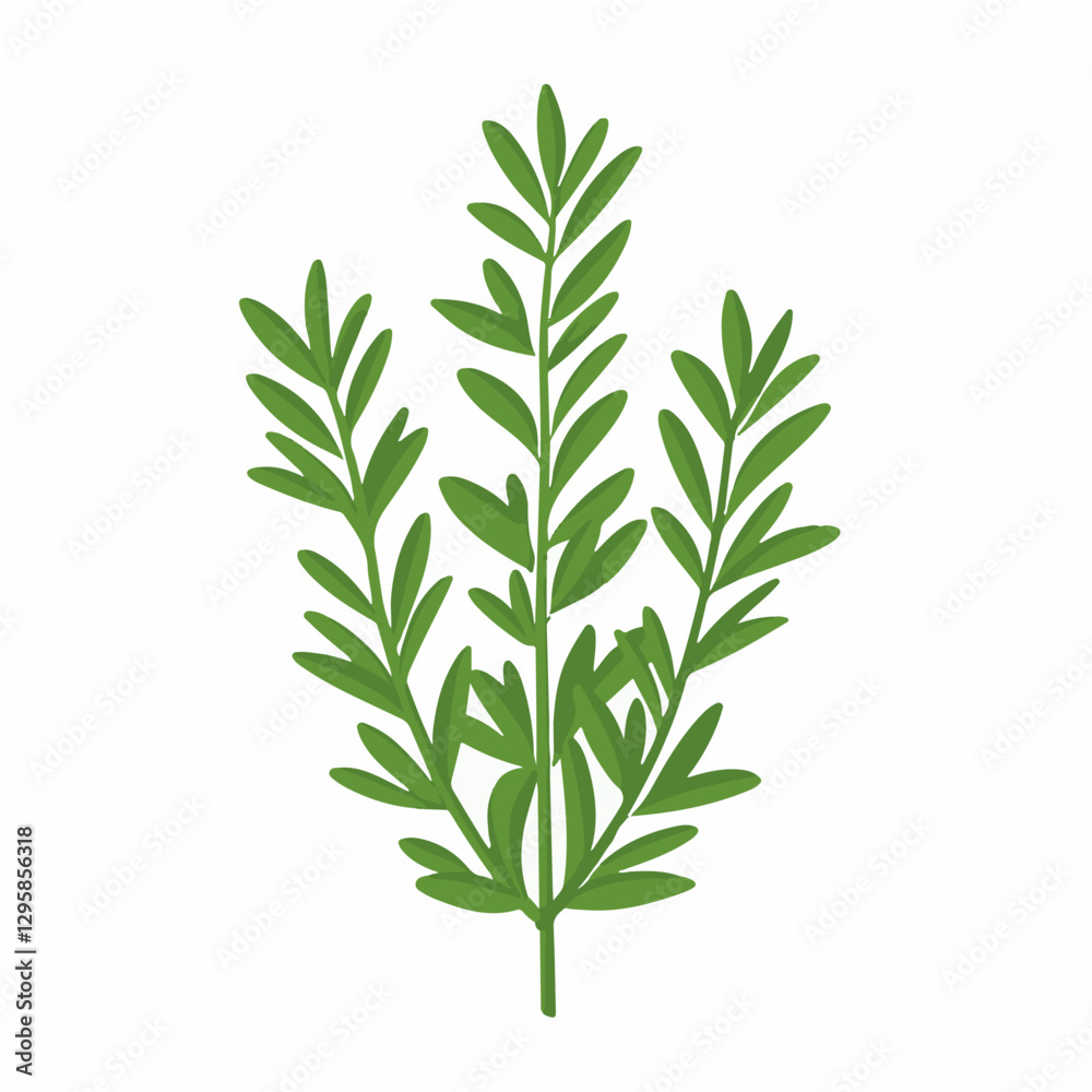 Fototapeta premium Simple flat 2D icon rosemary branch isolated on a transparent background, vector, flat design, animation design, vector, flat design, animation design, simple flat 2D icon, minimalist design