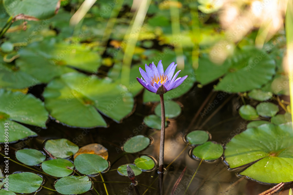Close-up photo of purple water lilies blooming in a pond Close-up photo of purple water lilies blooming in a pond