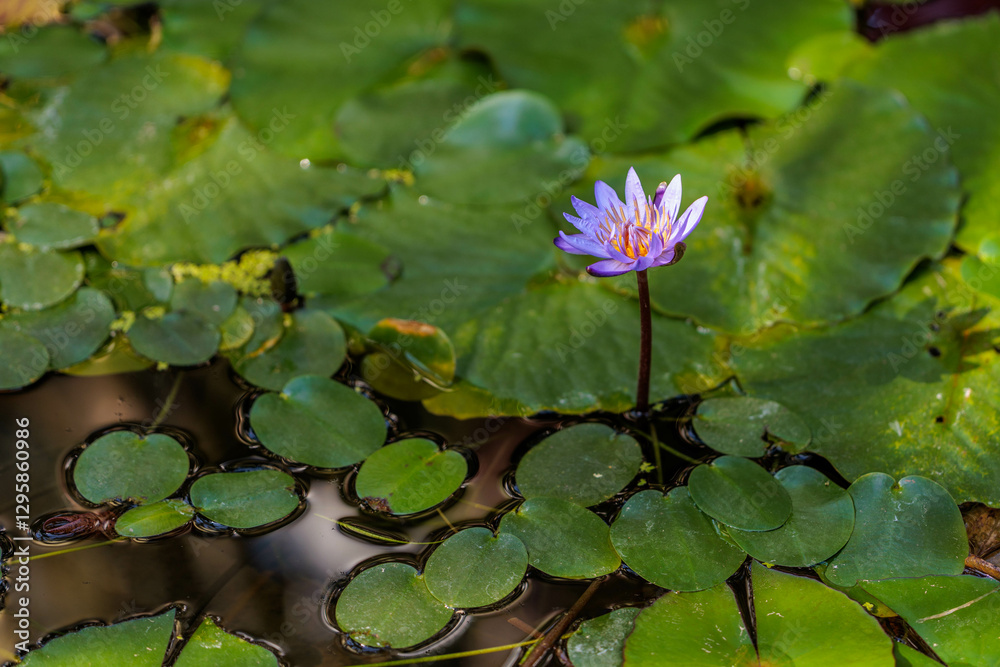 Close-up photo of purple water lilies blooming in a pond Close-up photo of purple water lilies blooming in a pond