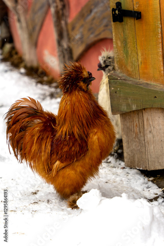 A cock and hens on the winter farmyard
