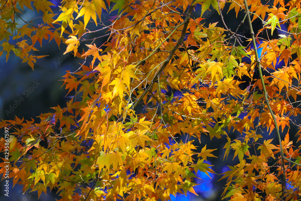Vibrant Autumn Maple Leaves with Sunlight, Tokyo Dec 6 2024 Vibrant Autumn Maple Leaves with Sunlight, Tokyo Dec 6 2024