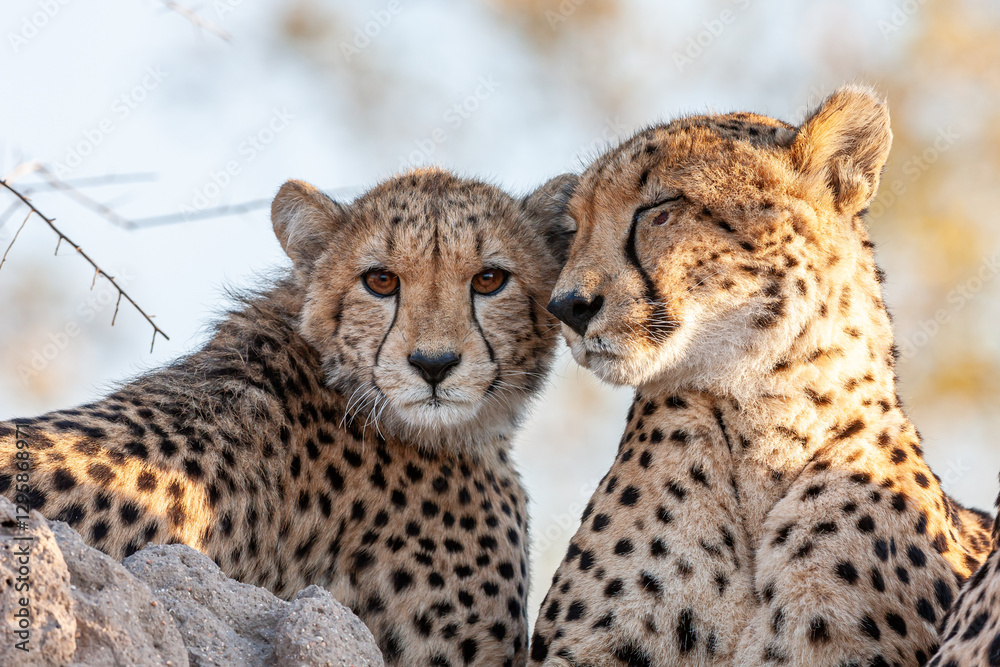South Africa, Sabi Sand, Cheetah (Acinonyx jubatus), female and cubs