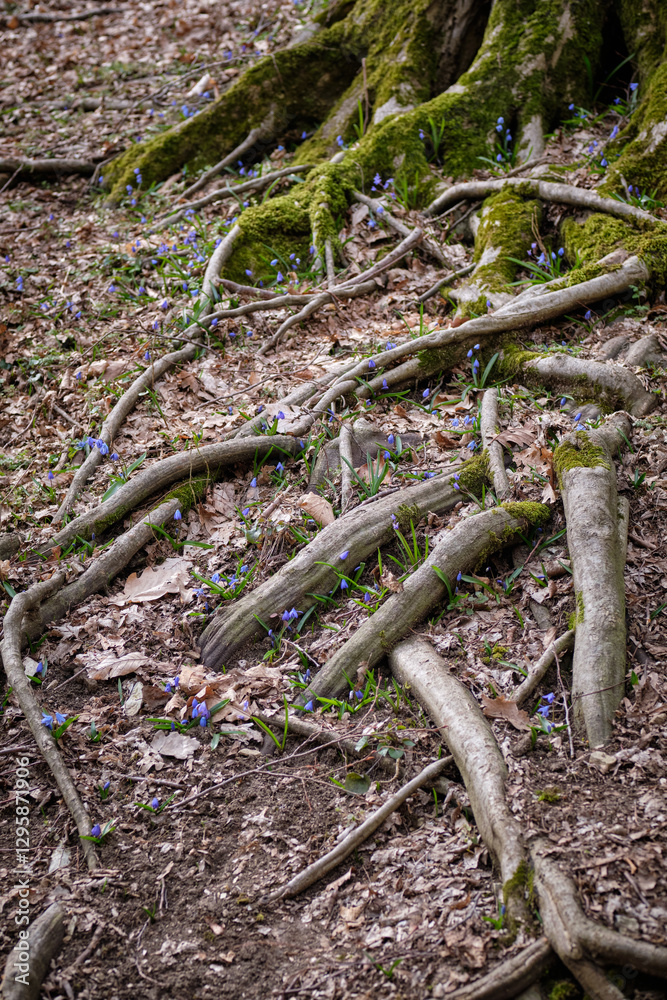 Tree roots with purple spring flowers Tree roots with purple spring flowers
