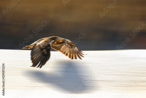 Golden eagle (Aquila chrysaetos), in flight in winter with panning background

