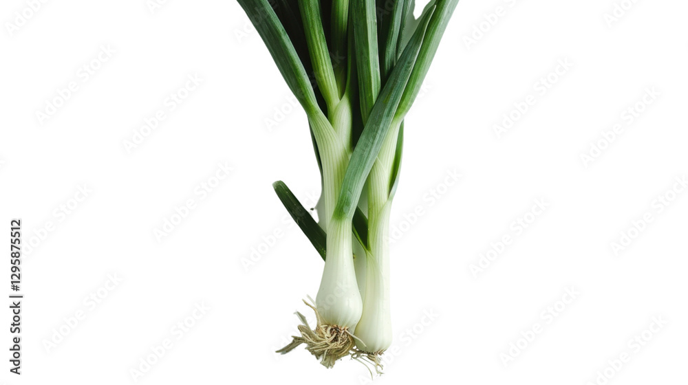 Obraz premium Fresh spring onions showing roots and green stalks on transparent background