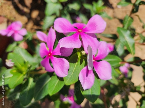 Catharanthus roseus