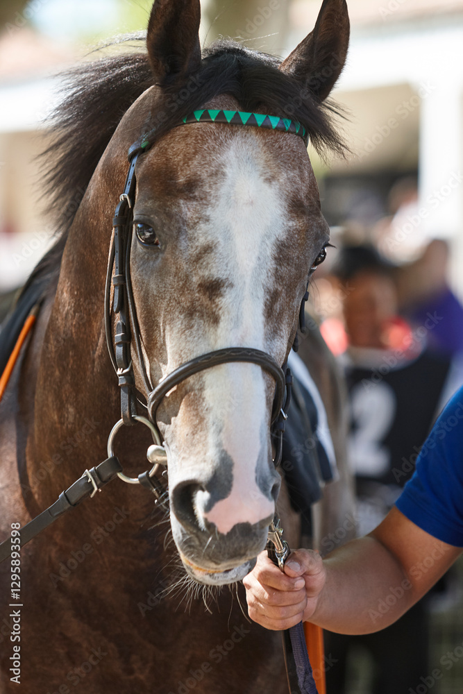 Race horse head detail. Purebred in the hippodrome. Turf