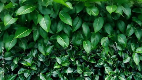 Wallpaper Mural A dense arrangement of vibrant green leaves brings a sense of tranquility and freshness to the environment, enhancing natural beauty Torontodigital.ca