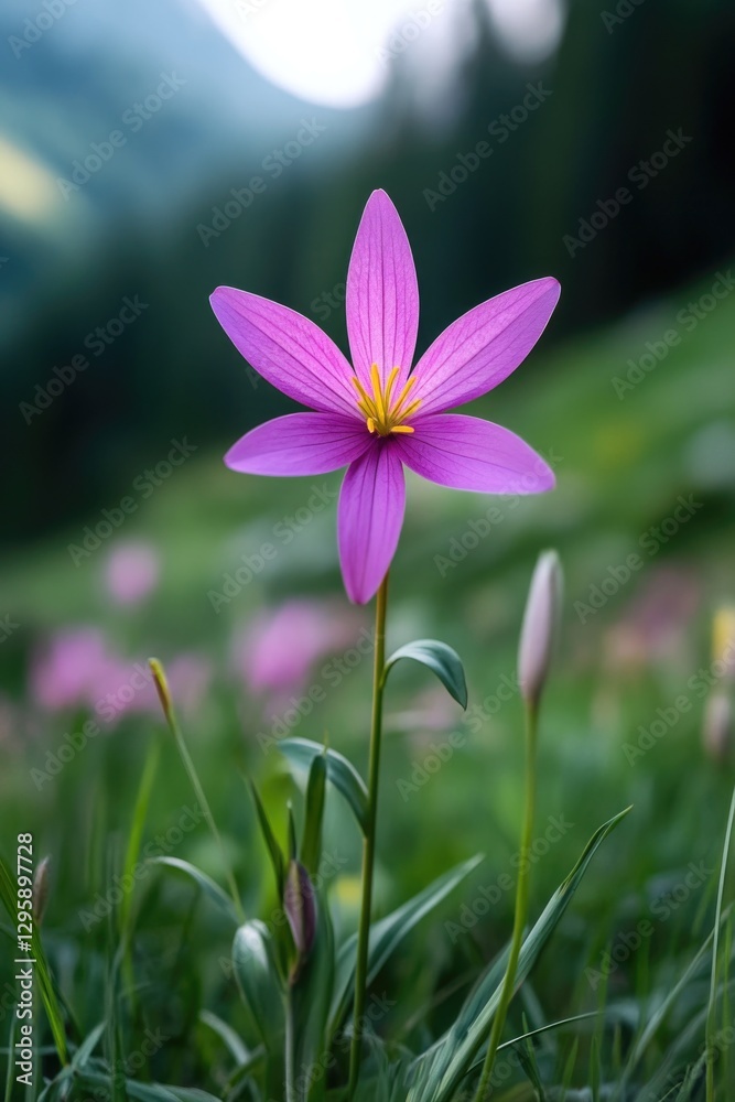 A single pink flower in a green meadow with mountains in the background. A single pink flower in a green meadow with mountains in the background.