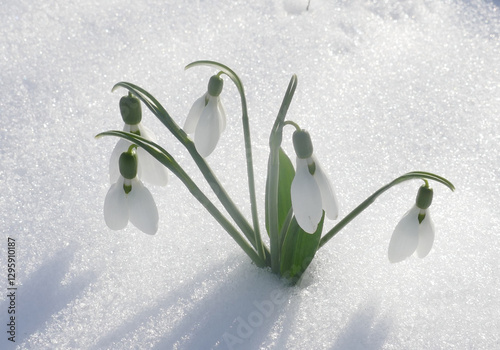First spring snowdrops ,flowers sticking out from the snow on sunset. First spring flowers day